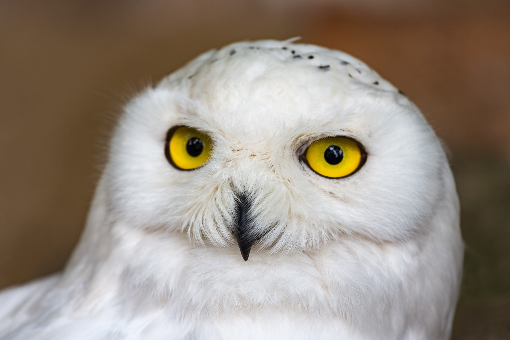 A close-up of a snowy owl with striking yellow eyes and white feathers, showing details of its face and beak.