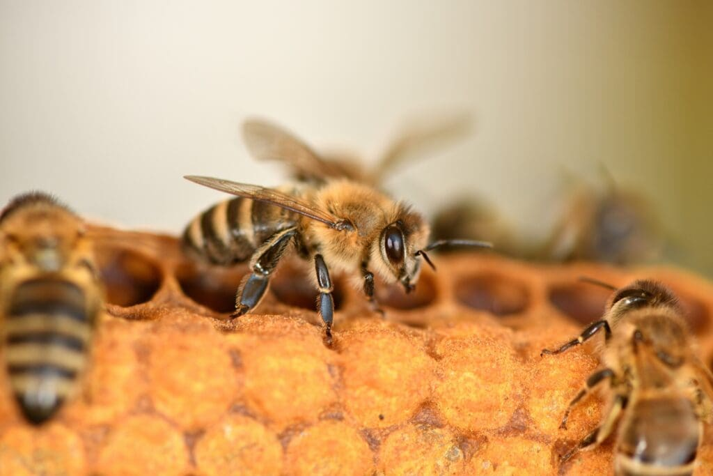 A close-up image of honeybees on a honeycomb, with one bee prominently featured in the foreground and others blurred in the background.